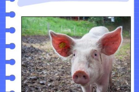 1970年出生的猪，命运如何？洞察猪年人的性格与人生轨迹！