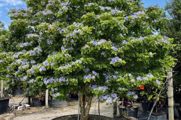 2005年属木命：探寻阳光下的生命之树