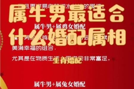 1997年属牛的婚配解析：如何找到合适的另一半