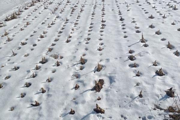 1975年腊月十六的悠久记忆——回首那个别样的冬日风情