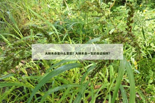 大林木命与成材的深度解读：探索命理与植物的奇妙关系