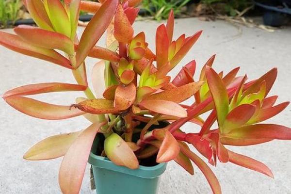 火命人适合种什么花？点燃生活的色彩与活力！