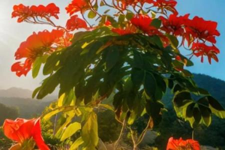 火命人适合种什么花？点燃生活的色彩与活力！