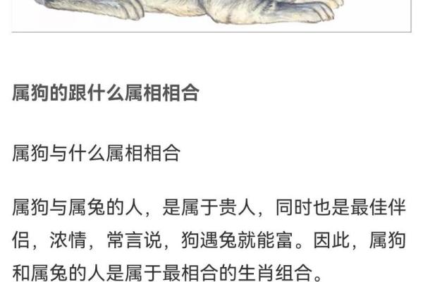 2006年属狗男性命理解析：性格、事业与爱情的全方位解读