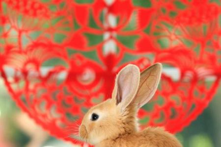 1999年兔子命运揭秘：性格特点与生活建议