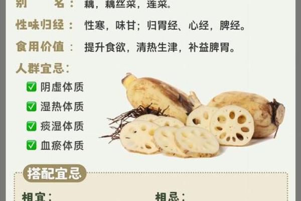 莲藕花的命格象征：在美丽与坚韧之间的平衡之道