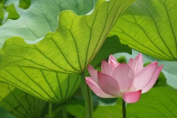莲藕花的命格象征：在美丽与坚韧之间的平衡之道