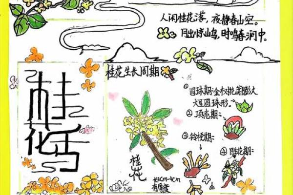 桂花树命：探秘命理中的香气与韵律
