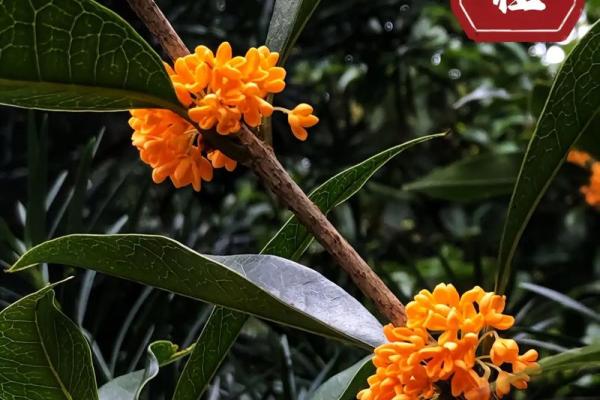 桂花树命：探秘命理中的香气与韵律