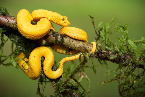 2001年属蛇人的性格与命运解析：探索智慧与魅力的秘密