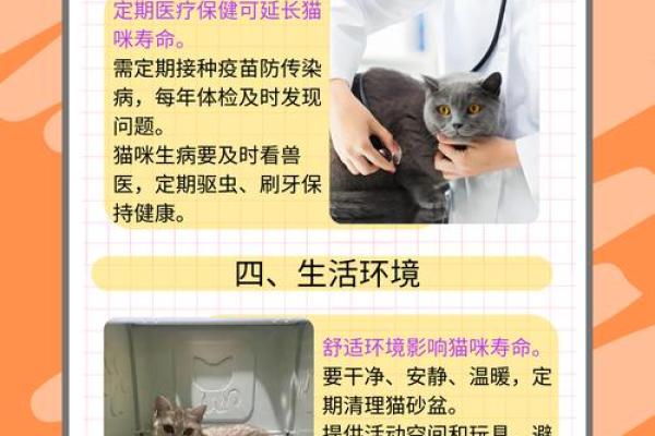猫骨命女性最佳伴侣类型分析：寻找生命中的理想伴侣！