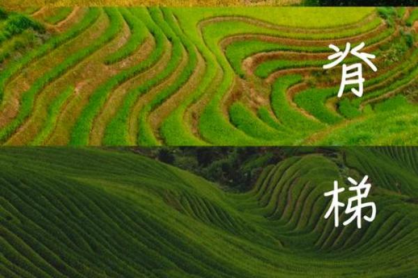 探索自然之美：重拾初心，与大自然亲密接触