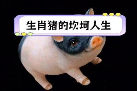 1995年属猪的命运解析：特性、运势与人生方向