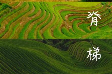 探索自然之美：重拾初心，与大自然亲密接触