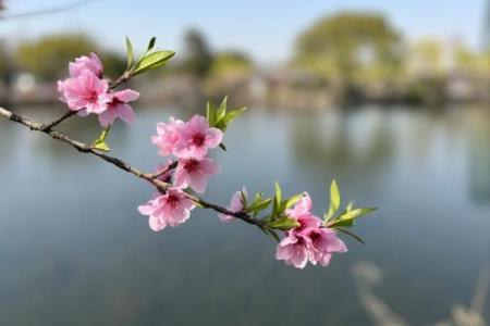 探秘八零年春分：这一天出生的命运与个性解析