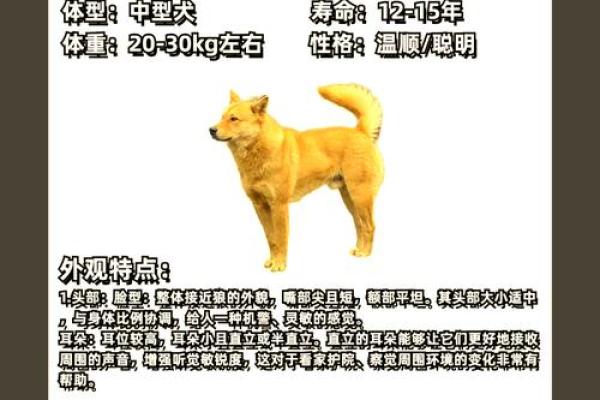 1983年属狗命理解析：坚韧与忠诚的生活之旅