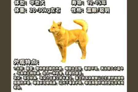 1983年属狗命理解析：坚韧与忠诚的生活之旅