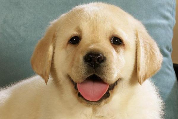 2021年属狗人的命运解析：如何把握机会迎接挑战