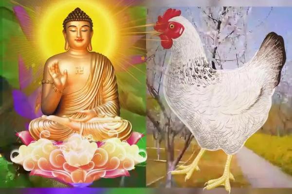 1981年属鸡男的命运启示：从人生历程看生肖鸡的特质与运势