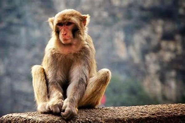 1980年属猴的命运解析：命缺什么与生活指南