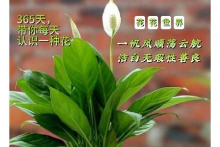 根据屋上土命选择干娘，助你事业顺风顺水！