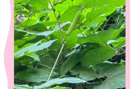 了解木命：解析不同生日的人如何与木命相融