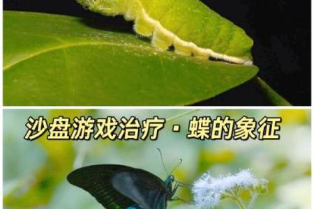 夫妻蝴蝶命的奇妙寓意与生活启示