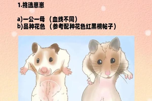 揭秘仓鼠与老鼠的命运共通之处：同属小动物的奇妙魅力