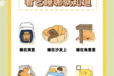 2000年出生的狗：命运与性格的深度解析