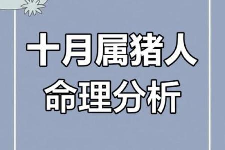 属猪男性26岁命运解析：不断求索与自我成长的旅程