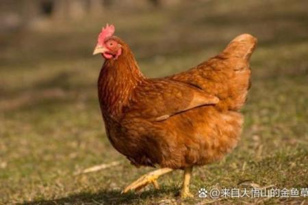 69属鸡人命运与性格解析：你知道吗？