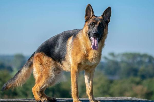 2018年狗年命名:如何为你的狗宝宝选择一个吉祥好名 2018年狗年命名:如何为你的狗宝宝选择一个吉祥好名