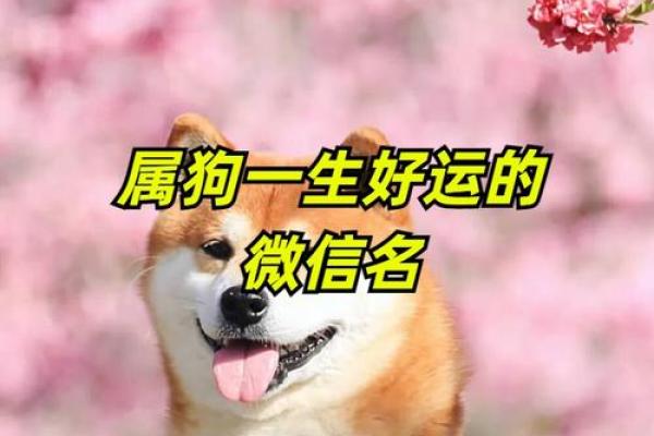 2018年狗年命名:如何为你的狗宝宝选择一个吉祥好名 2018年狗年命名:如何为你的狗宝宝选择一个吉祥好名