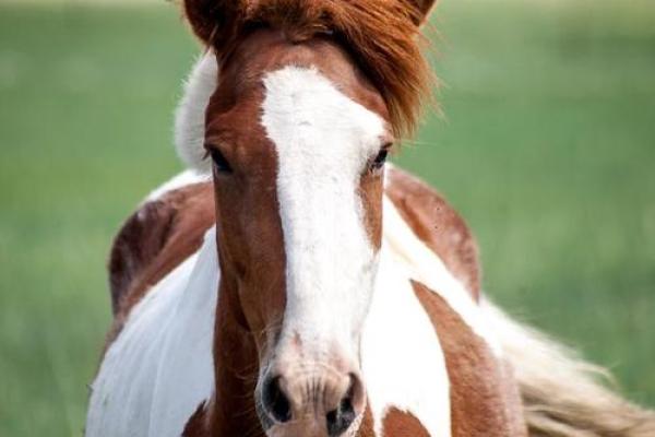 20014年属马人的命运密码,探索他们的性格与运势! 20014年属马人的命运密码,探索他们的性格与运势!