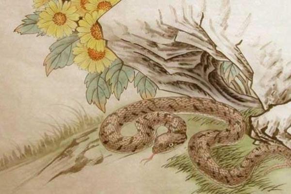 188年属蛇,命理解析与性格特点探究 188年属蛇,命理解析与性格特点探究