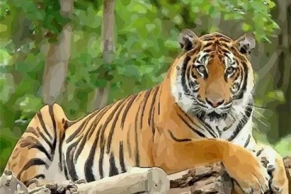 1962年出生的人属什么命?揭开命运的神秘面纱! 1962年出生的人属什么命?揭开命运的神秘面纱!