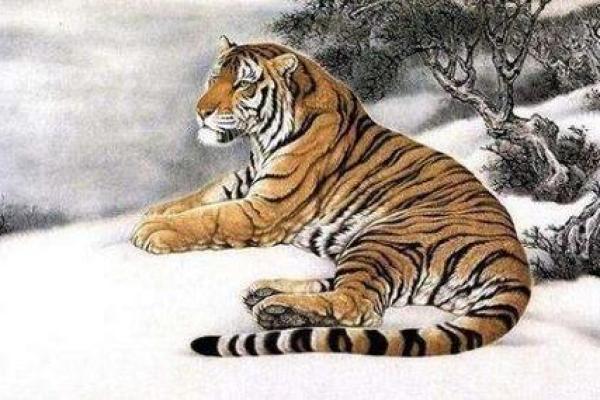 1998年属虎之人的命运解析:激昂与挑战同在的生肖魅力 1998年属虎之人的命运解析:激昂与挑战同在的生肖魅力