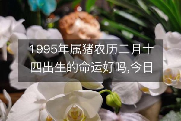 1995年属猪:五行命理与人生发展之道 1995年属猪:五行命理与人生发展之道