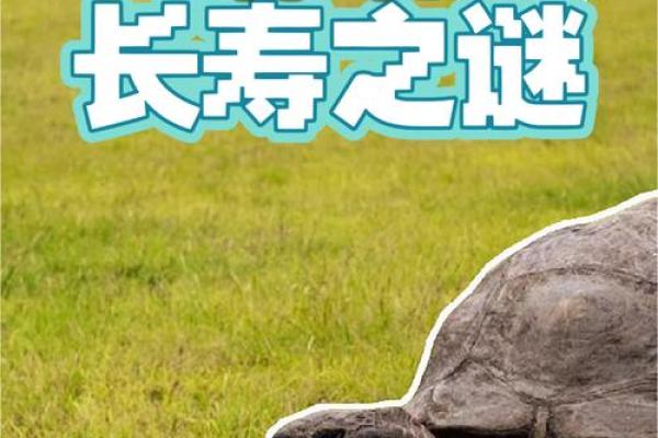 为什么传说乌龟长命百岁?探寻其背后的秘密与象征意义 为什么传说乌龟长命百岁?探寻其背后的秘密与象征意义