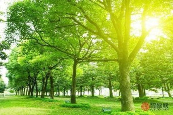 大林木命的命理解析与佩戴建议,让你好运连连! 大林木命的命理解析与佩戴建议,让你好运连连!