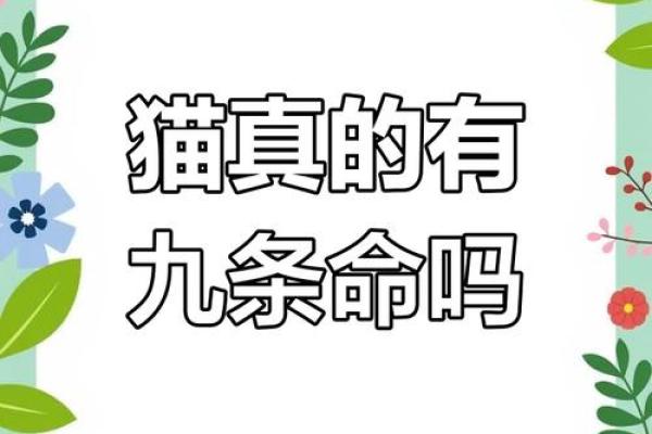 猫咪的神秘传说:为何它们被称为有九条命的动物 猫咪的神秘传说:为何它们被称为有九条命的动物