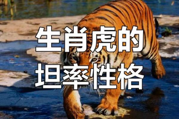 2010年的生肖命运分析:探寻属虎的幸运与挑战 2010年的生肖命运分析:探寻属虎的幸运与挑战