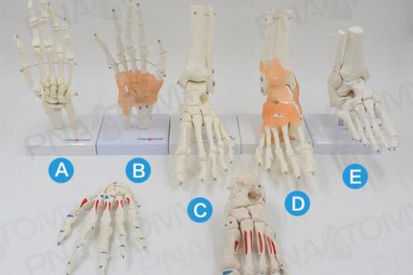 探索脚部骨骼的奥秘：了解我们的“行走基础”