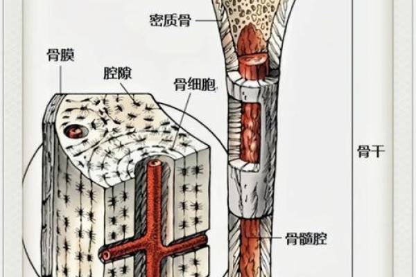 探索脚部骨骼的奥秘：了解我们的“行走基础”