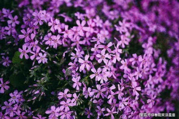 探索紫色的命理属性：神秘与灵性的结合