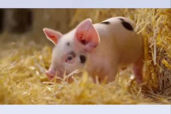 1995年出生的猪：命运与性格的深刻解析