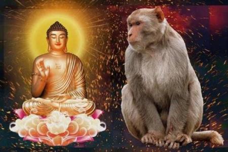 1980年属猴的人：聪明灵活，他们的命运与运势解析