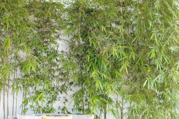 大林木命与适合的竹子搭配解析,让生活更有福气! 大林木命与适合的竹子搭配解析,让生活更有福气!