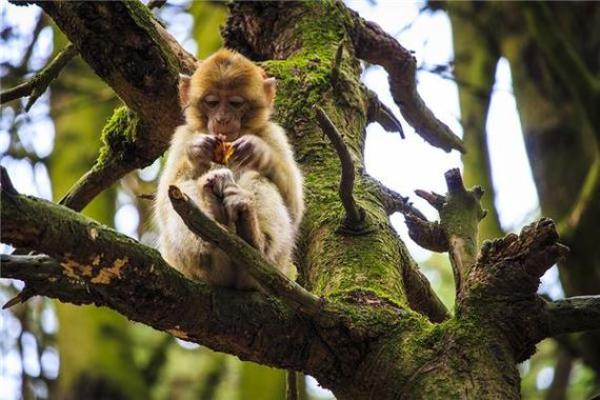 61岁申猴的命运与人生智慧探究 61岁申猴的命运与人生智慧探究
