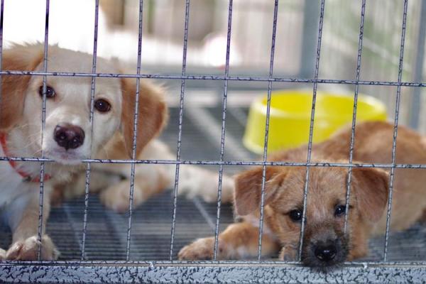 真命天使是什么动物?揭开神秘面纱的奇幻旅程 真命天使是什么动物?揭开神秘面纱的奇幻旅程